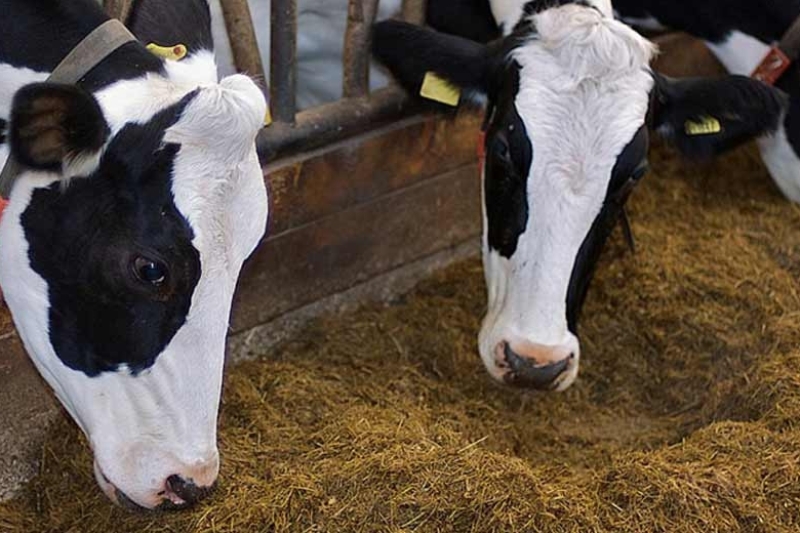 دولت دست دلالان را از بازار نهاده های دامی کوتاه کند